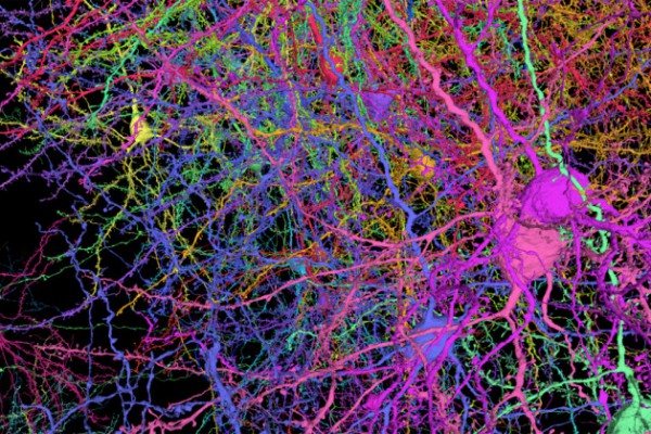 دانشمندان از نیم میلیارد اتصال در یک قطعه کوچک از مغز یک موش نقشه برداری کردند.